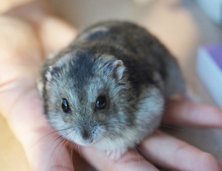 倉鼠咬人會致死嗎?獸醫與飼主必讀的風險指南與預防心法 倉鼠咬人會致死嗎?獸醫與飼主必讀的風險指南與預防心法
