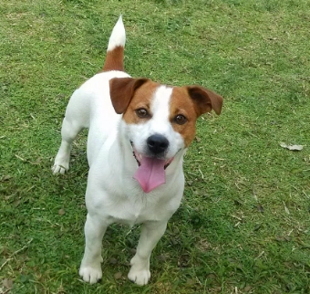 傑克羅素梗犬飼養 傑克羅素梗犬飼養