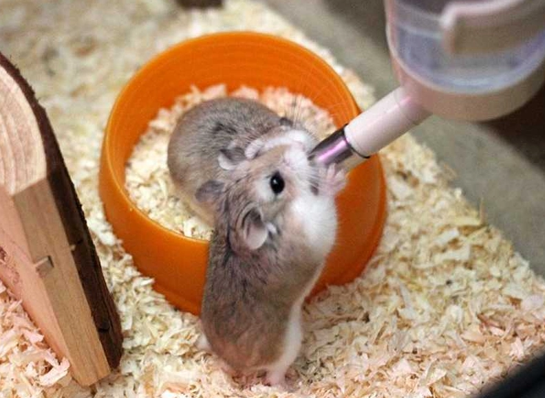 倉鼠飼養安全 倉鼠飼養安全
