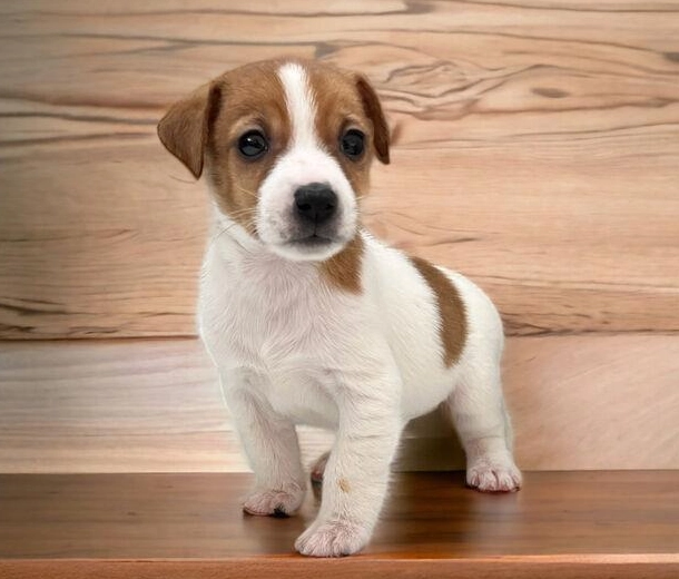 傑克羅素梗犬優缺點 傑克羅素梗犬優缺點