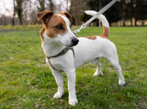 傑克羅素梗犬飼養 傑克羅素梗犬飼養