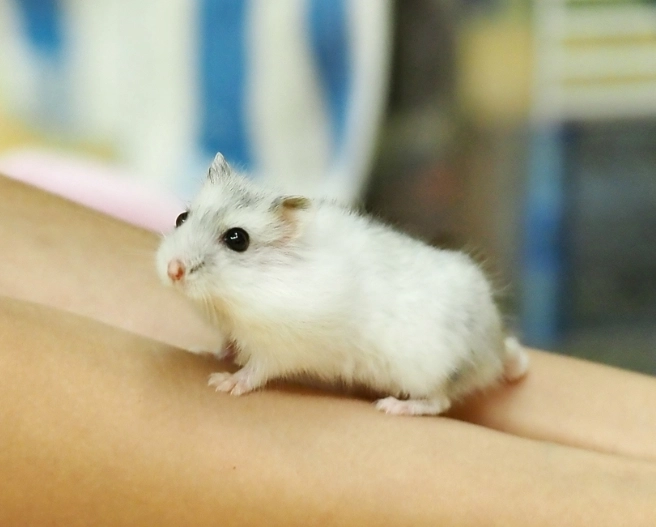 倉鼠行為