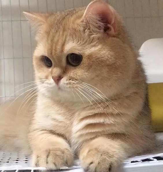 小鹿金漸層貓飼養全攻略:品種解析、照顧技巧與健康管理 小鹿金漸層貓飼養全攻略:品種解析、照顧技巧與健康管理