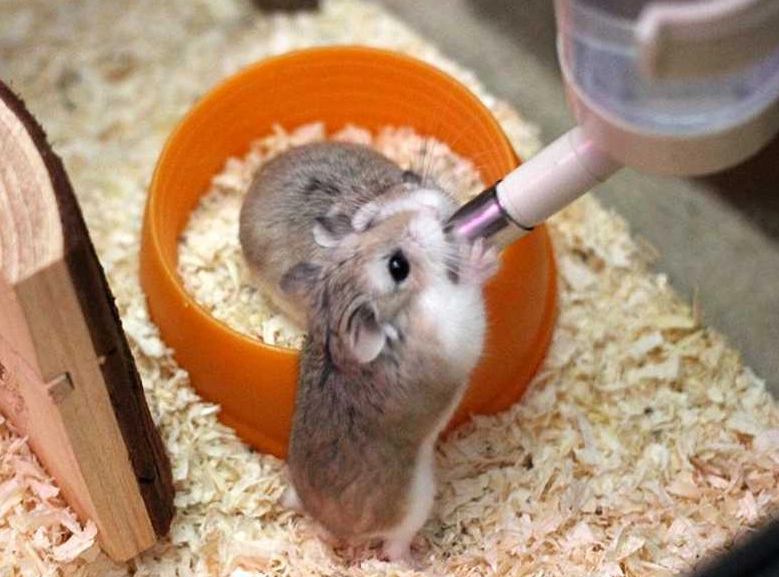 天竺鼠 認主人 天竺鼠 認主人