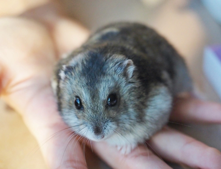 天竺鼠 認主人 天竺鼠 認主人