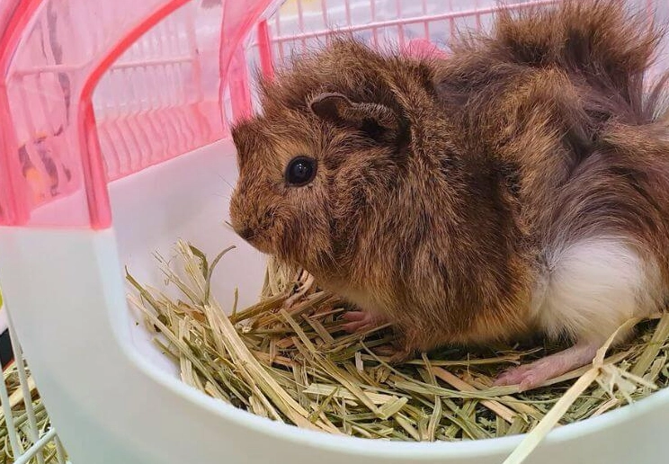 打造完美天竺鼠飼養環境:從籠子選擇到日常維護的完整指南 打造完美天竺鼠飼養環境:從籠子選擇到日常維護的完整指南