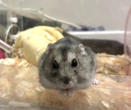 倉鼠過胖