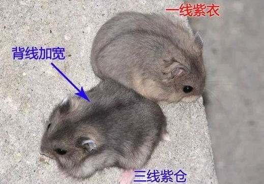 倉鼠過胖