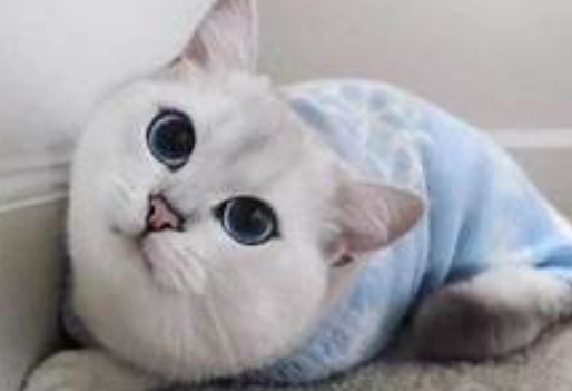 貓咪價格