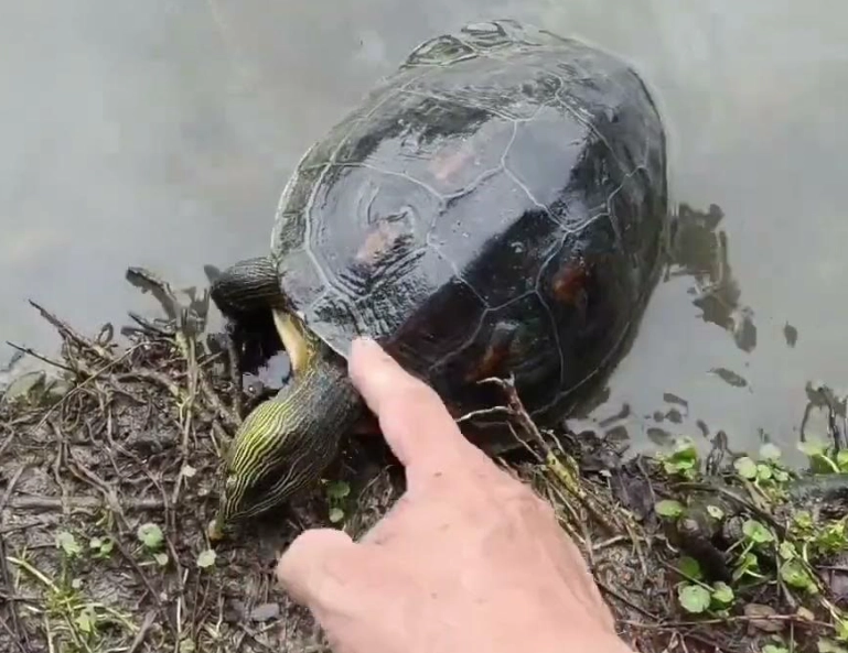 野生烏龜吃什麼？台灣常見食物與完整餵食指南