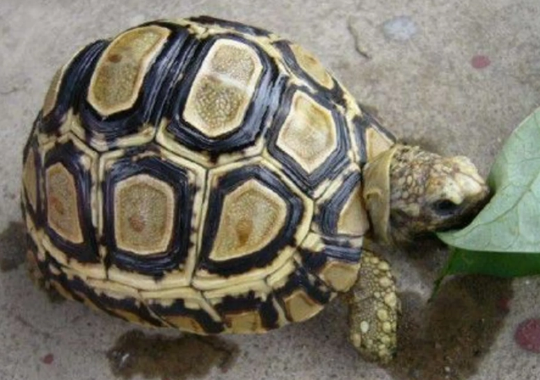 赫曼陸龜飼養 赫曼陸龜飼養