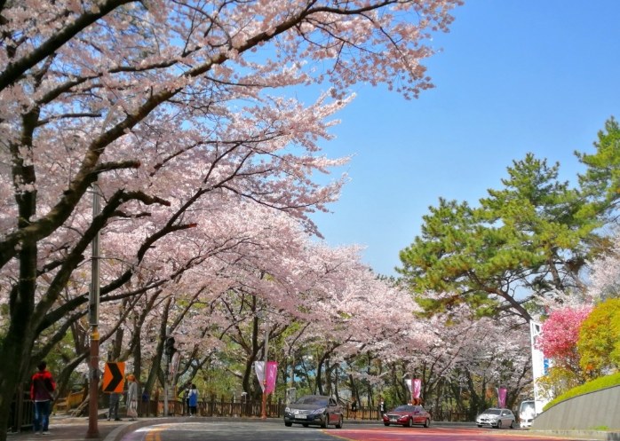 釜山櫻花