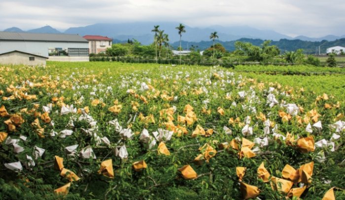花露農場 花露農場