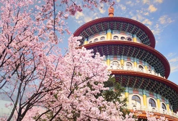 櫻花台北 櫻花台北