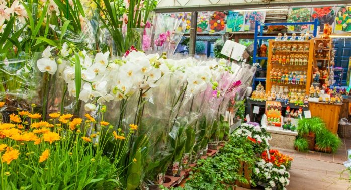 中興花卉農場 中興花卉農場