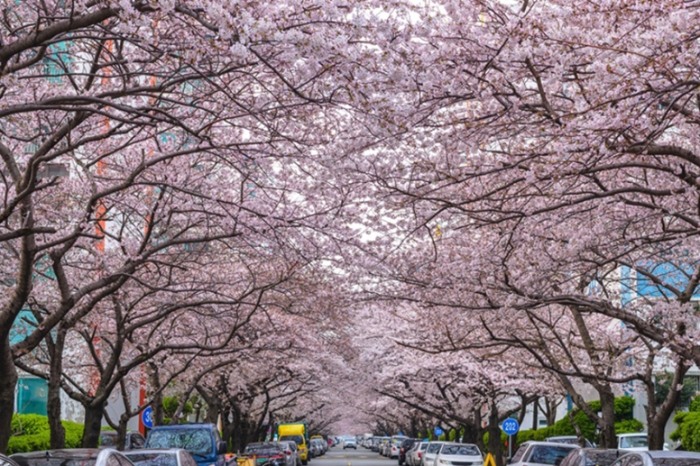 釜山櫻花