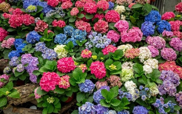 中興花卉農場 中興花卉農場