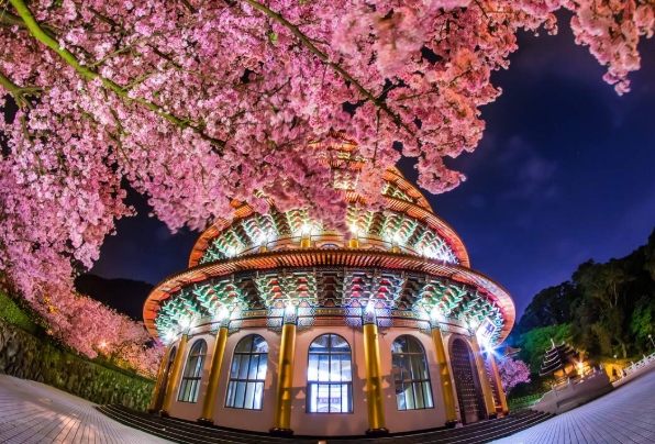 櫻花台北 櫻花台北