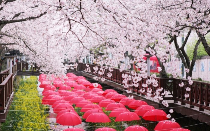 釜山櫻花