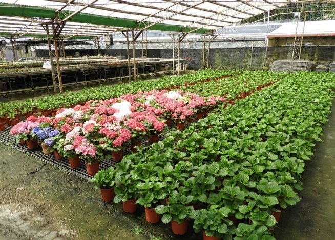 中興花卉農場 中興花卉農場