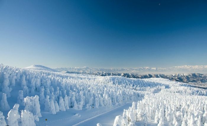 藏王滑雪