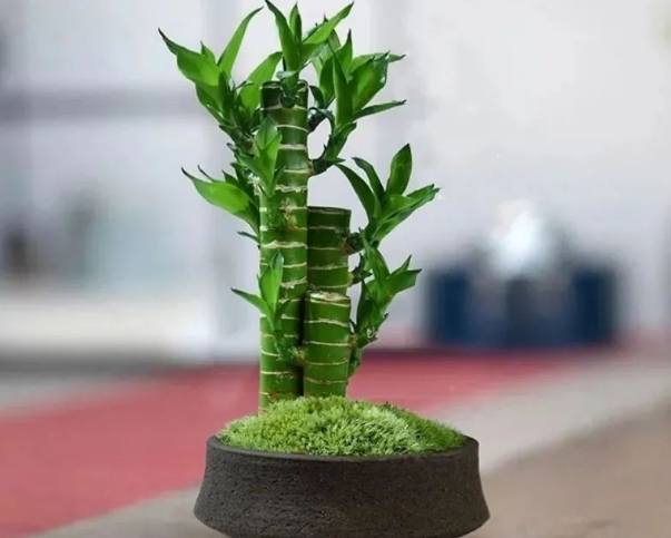 開運竹