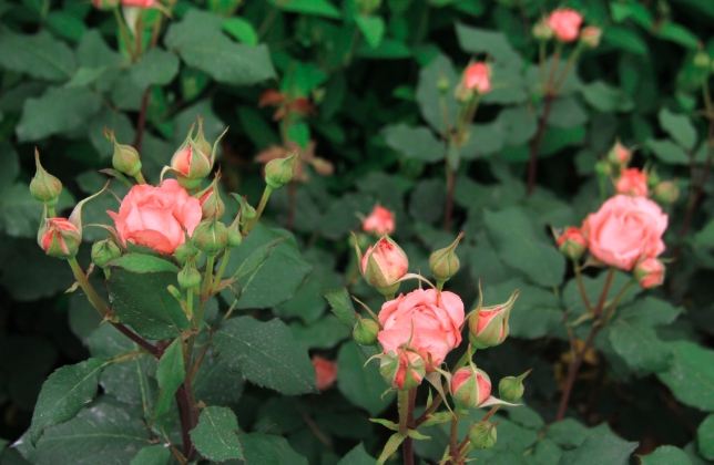 粉玫瑰花語 粉玫瑰花語