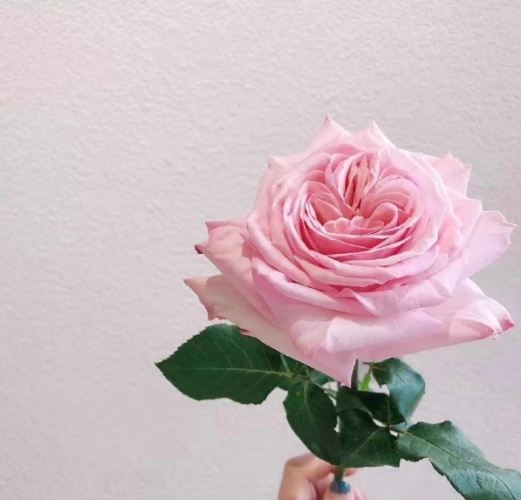 粉玫瑰花語 粉玫瑰花語