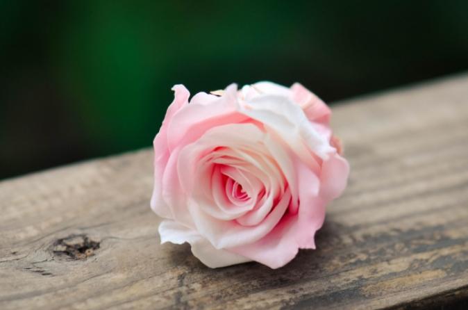 粉玫瑰花語 粉玫瑰花語