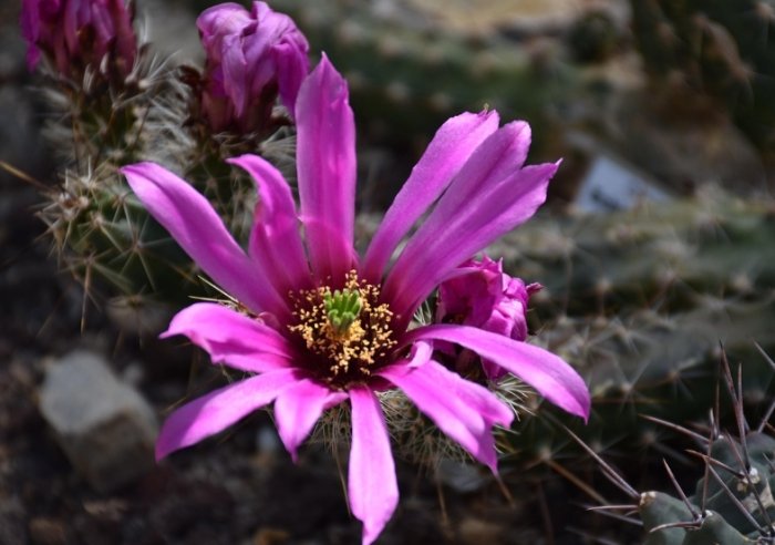 仙人掌花 仙人掌花