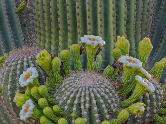 仙人掌花 仙人掌花