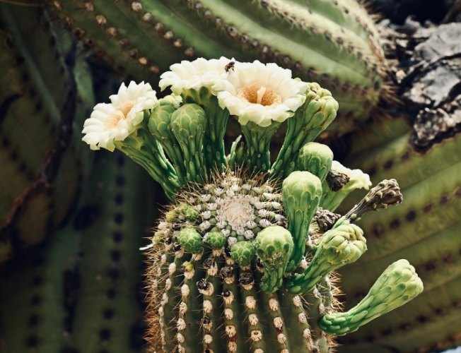 仙人掌花 仙人掌花