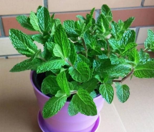 防蚊植物 防蚊植物
