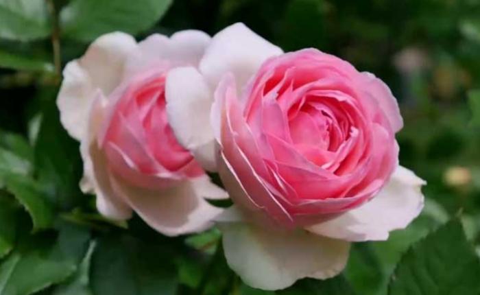 粉玫瑰花語 粉玫瑰花語