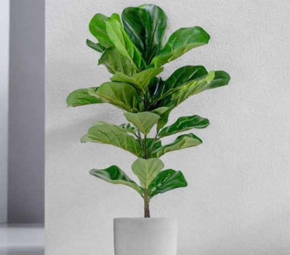 室內植物 室內植物