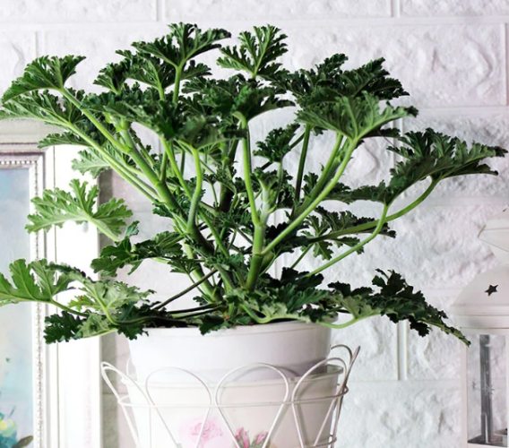 防蚊植物 防蚊植物