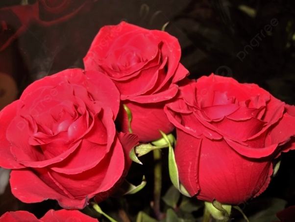 紅玫瑰花語 紅玫瑰花語