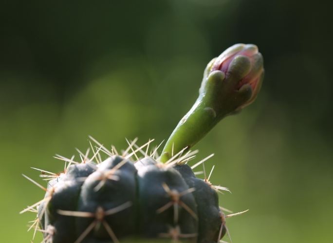 仙人掌花 仙人掌花