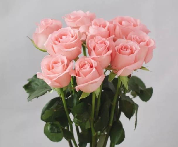 粉玫瑰花語 粉玫瑰花語