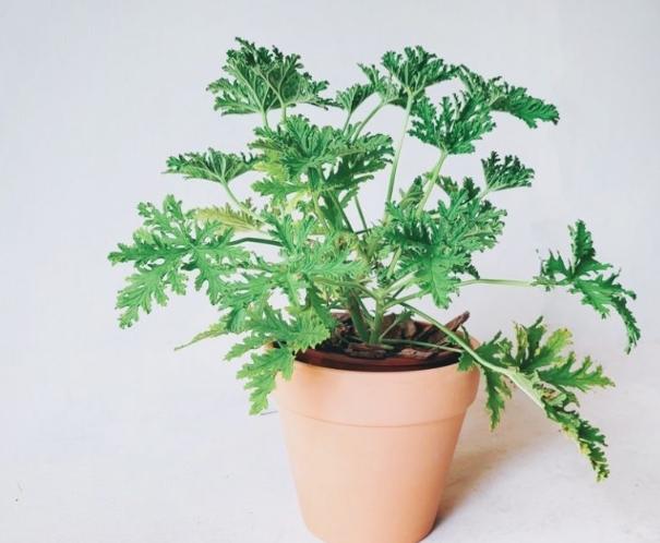 防蚊植物 防蚊植物