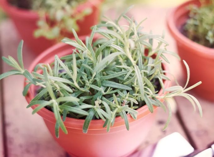 防蚊植物 防蚊植物