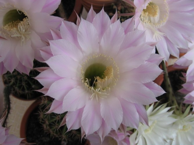 仙人掌花 仙人掌花