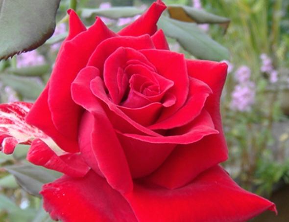 紅玫瑰花語 紅玫瑰花語
