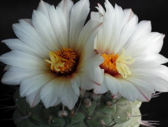 仙人掌花 仙人掌花