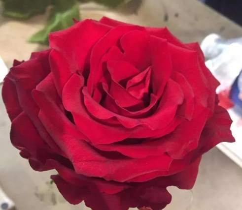 紅玫瑰花語 紅玫瑰花語