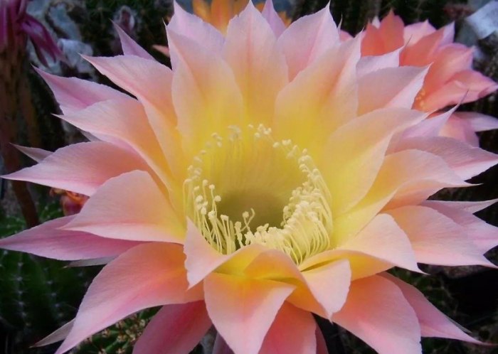 仙人掌花 仙人掌花