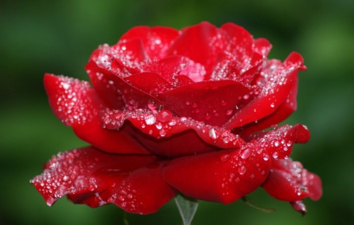 紅玫瑰花語 紅玫瑰花語