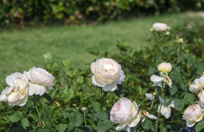 粉玫瑰花語 粉玫瑰花語