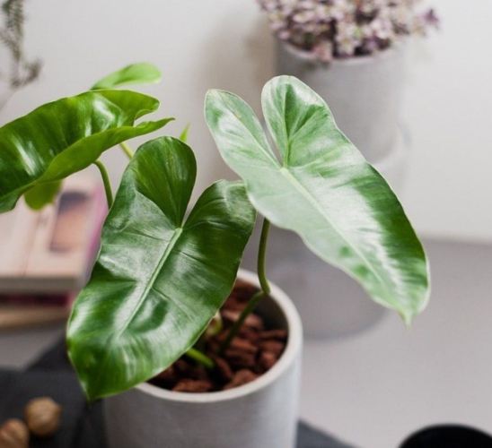 室內植物 室內植物