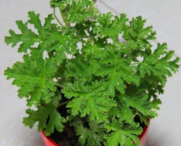防蚊植物 防蚊植物
